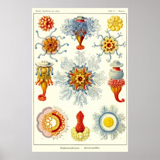 プレート17.サイフォフォレス。 ポスター (正面)