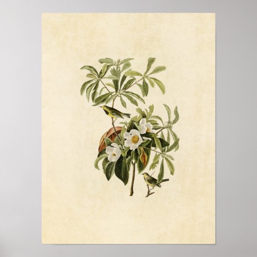 プレート185 | Bachman's Warbler |アメリカの鳥 ポスター (正面)