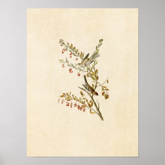 プレート188 |ツリースパロー |アメリカの鳥 ポスター (正面)