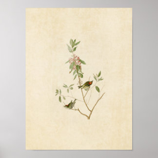 プレート195 | Ruby-Crown Wren |アメリカの鳥 ポスター