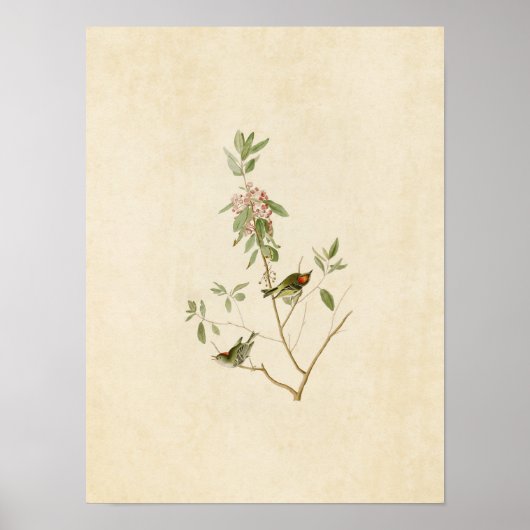 プレート195 | Ruby-Crown Wren |アメリカの鳥 ポスター (正面)