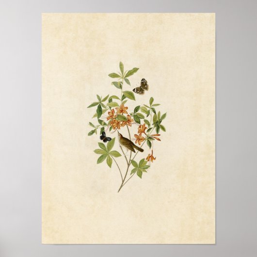 プレート198 | Brown-Head Worm 食べWarbler ポスター (正面)