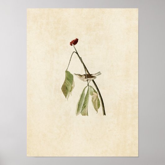 プレート1 | Louisiana Water Thrush ポスター (正面)