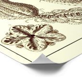 プレート20.クリノイド。 ポスター (角)