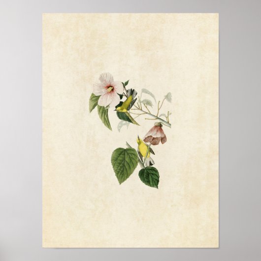 プレート20 | Blue-Winged Yellow Warbler ポスター (正面)