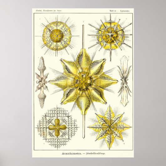 プレート21アカントメトラ ポスター (正面)