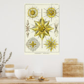 プレート21アカントメトラ ポスター (キッチン)