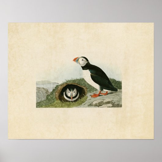 プレート213 | Puffin |アメリカの鳥 ポスター (正面)