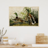 プレート21 |マラードダック |アメリカの鳥 ポスター (キッチン)