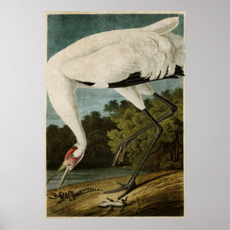 プレート226 | Whooping Crane |アメリカの鳥 ポスター