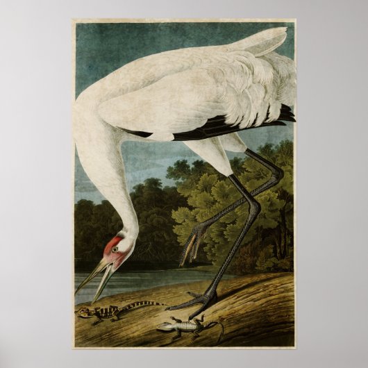 プレート226 | Whooping Crane |アメリカの鳥 ポスター (正面)
