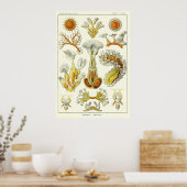 プレート23ブリオゾア ポスター (キッチン)