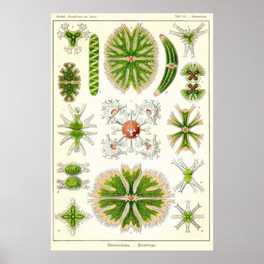 プレート24デスミア ポスター (正面)