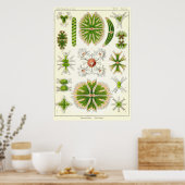 プレート24デスミア ポスター (キッチン)