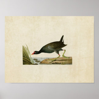 プレート24 |共通Gallinule |アメリカの鳥 ポスター