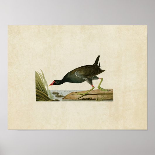 プレート24 |共通Gallinule |アメリカの鳥 ポスター (正面)