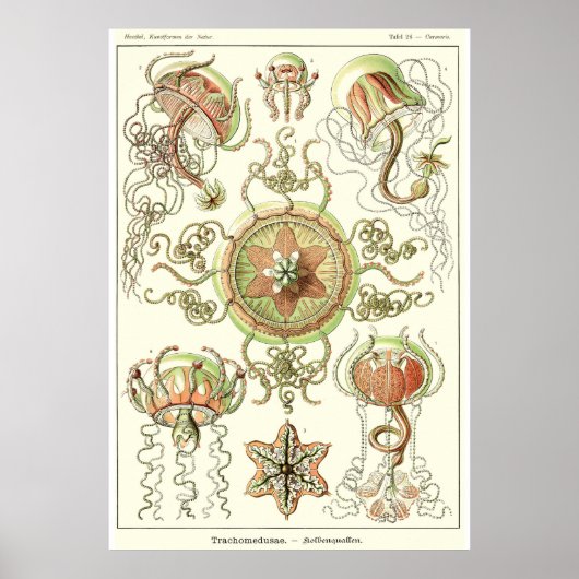 プレート26トラホメデス ポスター (正面)