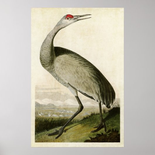 プレート261 | Whooping Crane |アメリカの鳥 ポスター (正面)