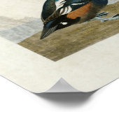 プレート297 | Harlequin Duck |アメリカの鳥 ポスター (角)