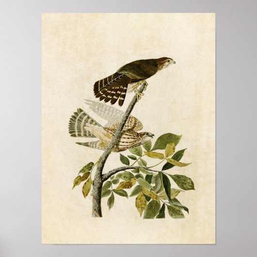 プレート2 |ハト・ホーク |アメリカの鳥 ポスター (正面)