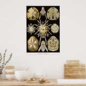 プレート30エチニデア ポスター (キッチン)