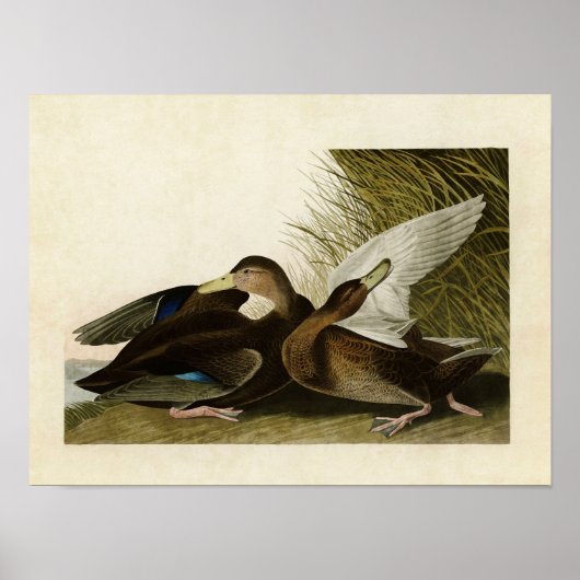 プレート302 | Dusky Duck |アメリカの鳥 ポスター (正面)