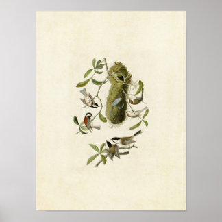 プレート353 |栗の実の付いたタイトマウス ポスター