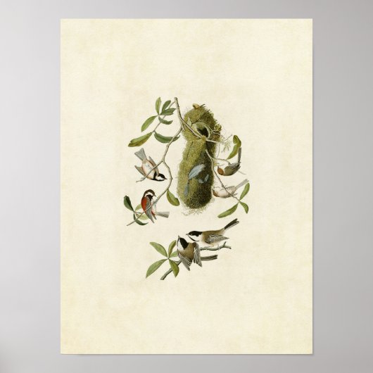 プレート353 |栗の実の付いたタイトマウス ポスター (正面)