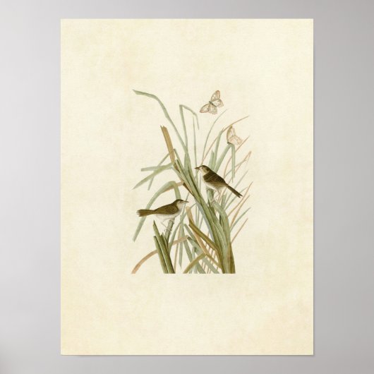 プレート355 | MacGillivrayのフィンチ ポスター (正面)