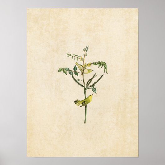 プレート35 |チャイルズウォーブラー |アメリカの鳥 ポスター (正面)