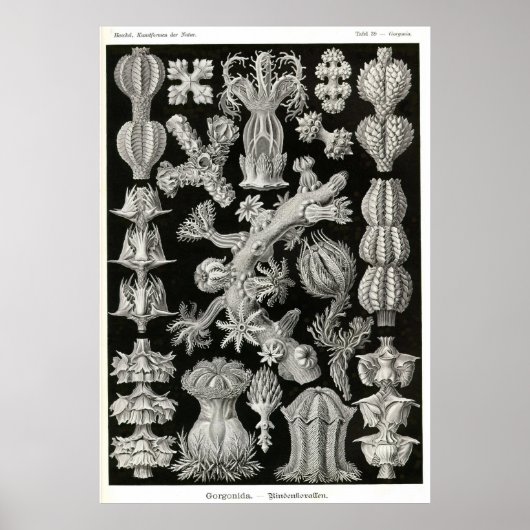 プレート39ゴルゴニア ポスター (正面)