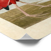 プレート397 | Scarlet Ibis |アメリカの鳥 ポスター (角)