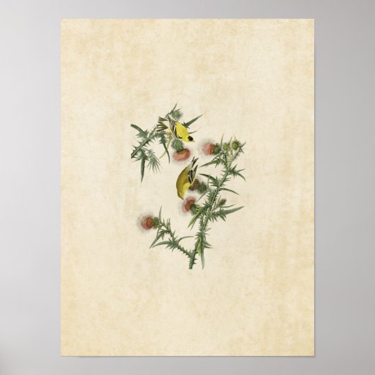 プレート3 | American Goldfinch |アメリカの鳥 ポスター (正面)
