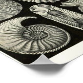 プレート4アンモニア。 ポスター (角)