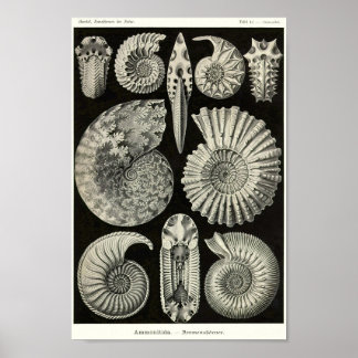 プレート4アンモニア。 ポスター