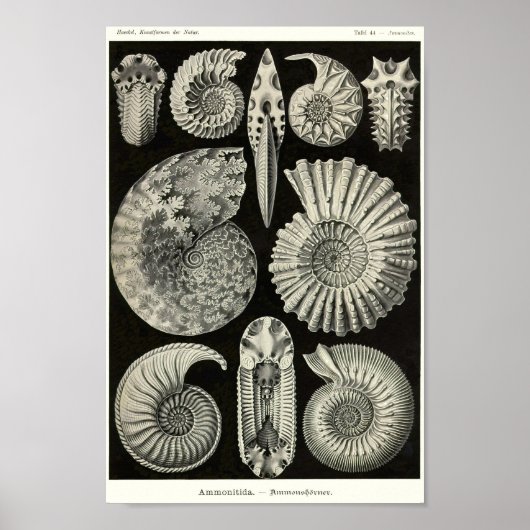 プレート4アンモニア。 ポスター (正面)