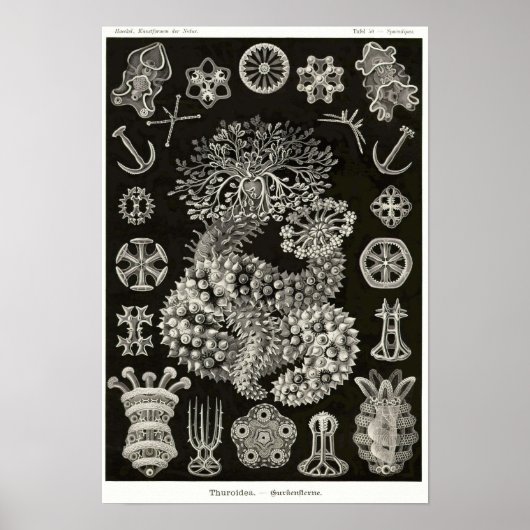 プレート50。泌尿器科。 ポスター (正面)