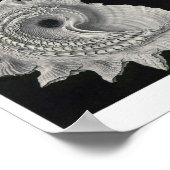 プレート53.プロソブランチア。 ポスター (角)