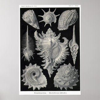 プレート53.プロソブランチア。 ポスター
