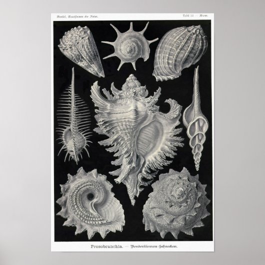 プレート53.プロソブランチア。 ポスター (正面)