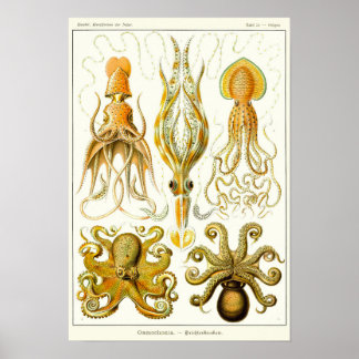 プレート54.ガモチョニア。 ポスター