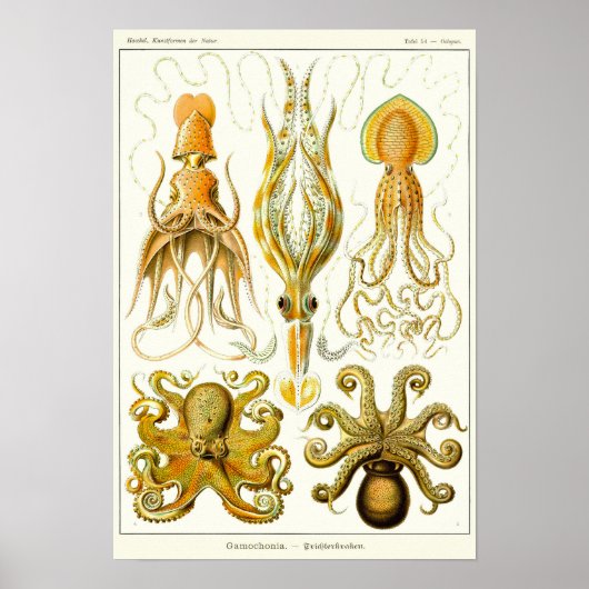 プレート54.ガモチョニア。 ポスター (正面)