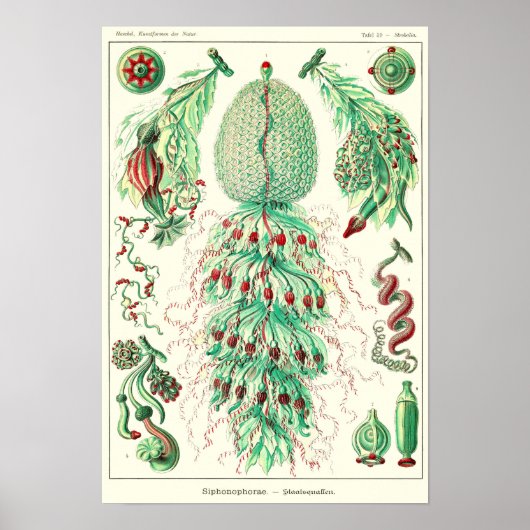 プレート59.ストロバリア・キューポラ。 ポスター (正面)