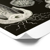 プレート63.担子菌類。 ポスター (角)