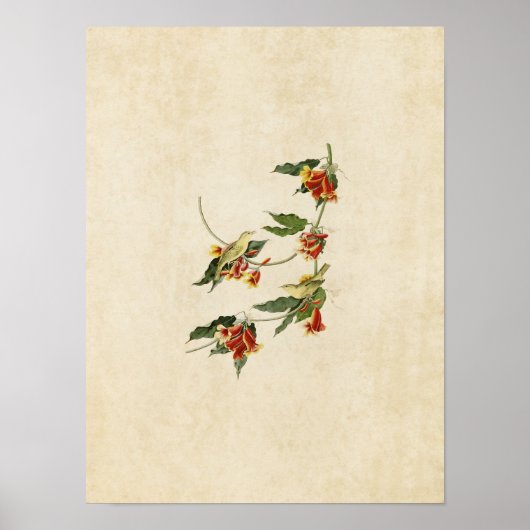 プレート65 | Rathbone Warbler |アメリカの鳥 ポスター (正面)