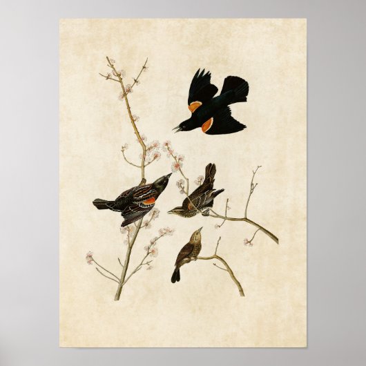 プレート67 | Red-Winged StarlingまたはMarsh Blackbird ポスター (正面)