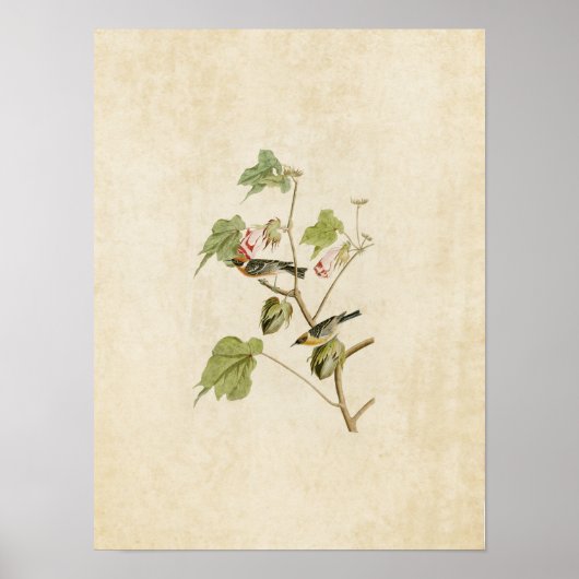 プレート69 | Bay-Breasted Warbler |アメリカの鳥 ポスター (正面)