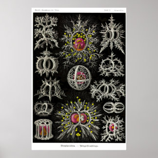 プレート71.ステフォイア ポスター