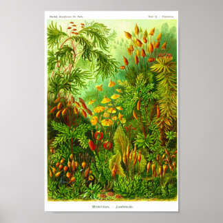 プレート72.ムシナ江。 ポスター