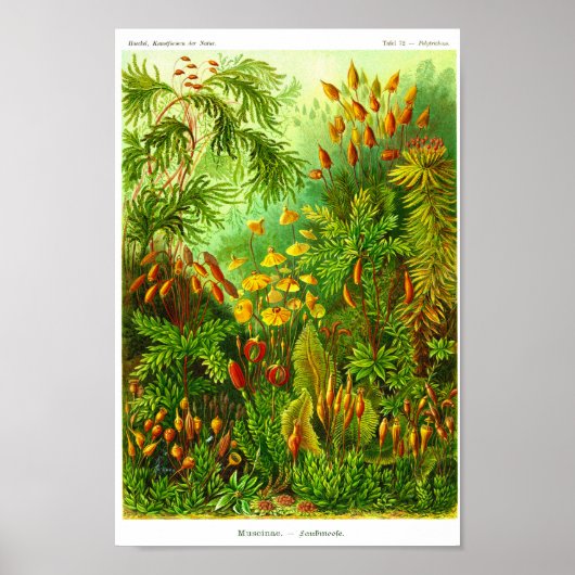 プレート72.ムシナ江。 ポスター (正面)